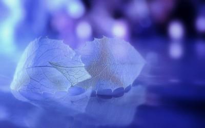 夜息黑莲 夜息黑莲